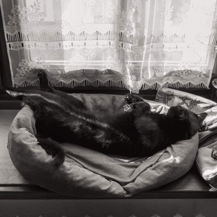 Bisbille having a nap