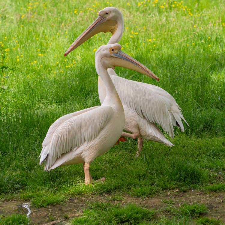 Deux pélicans au Parc des Oiseaux de Villars-les-Dombes.